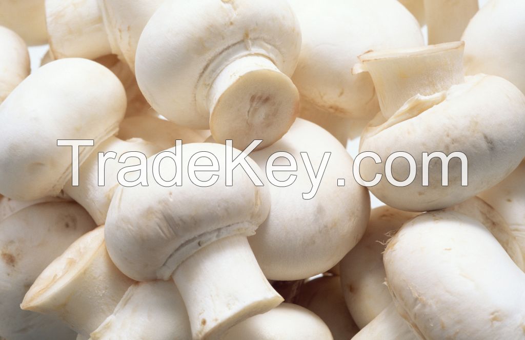 fresh button mushroom