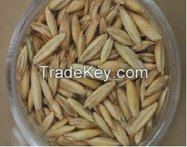 Oat grain from Canada