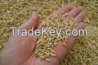 Barley