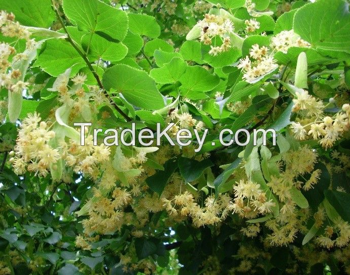 Sell Linden tea, Linden blossom