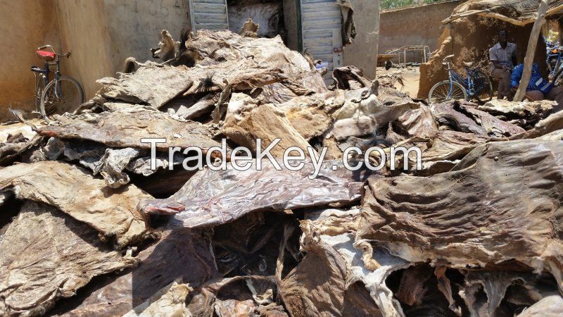 DONKEY HIDES FOR SALE