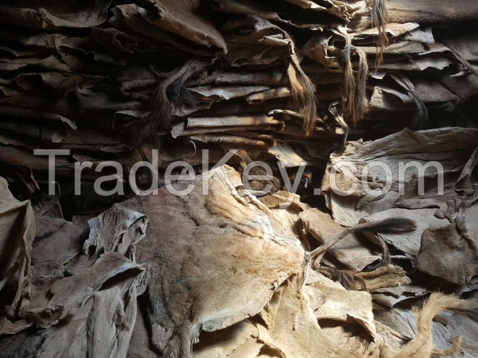 Sundry and Salt dry donkey skins for sale ..