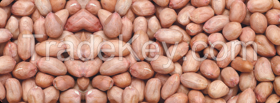 Raw Peanut Kernel