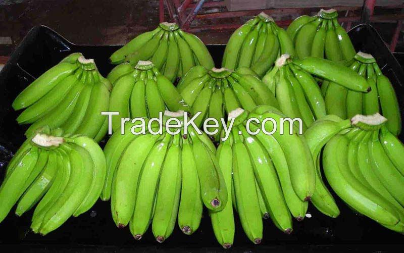 Fresh Cavendish Bananas Of Ecuador