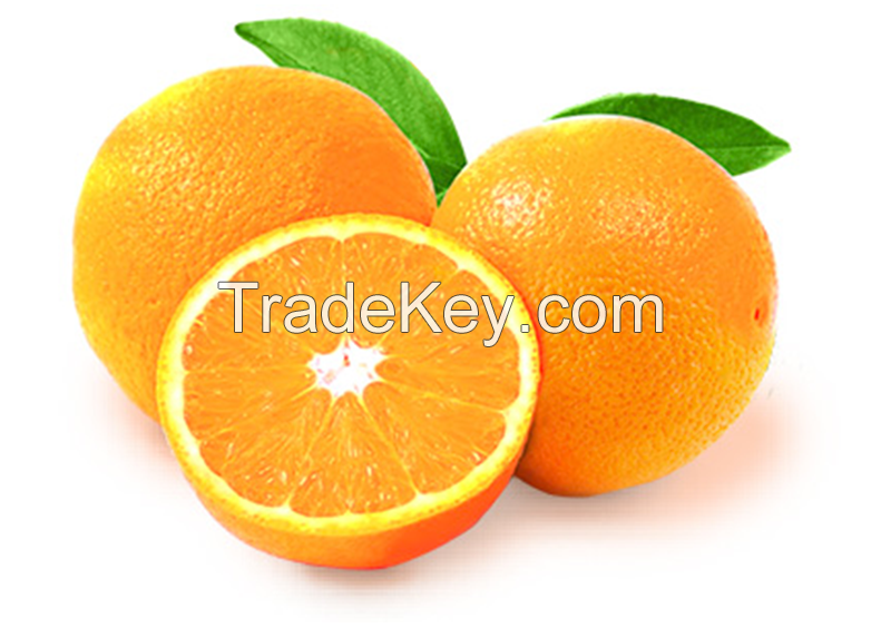 Fresh Sweet oranges/Naval Fresh Orange/Fresh Valencia Orange