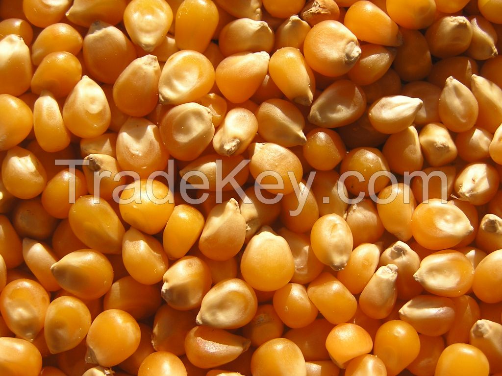 Organic Yellow maize