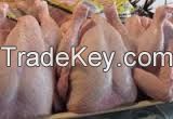 Chicken Meat