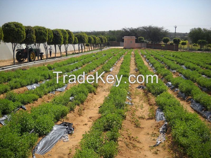 Zindagi Stevia Plants