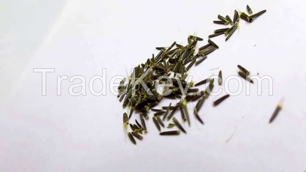 Zindagi Stevia Seeds