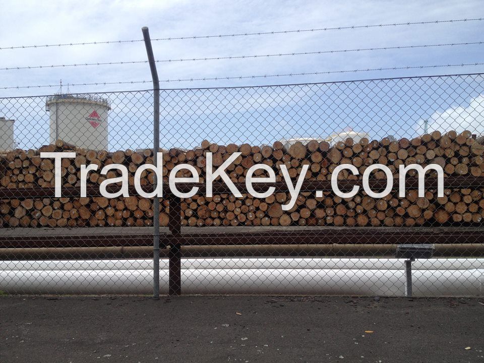 NZ/Australia Radiata Pine for sale