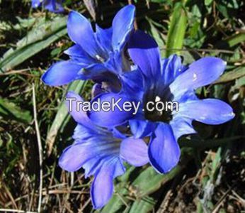 Gentian root P.E