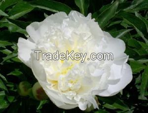 White Peony Root P.E