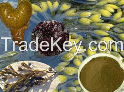 Fucus Plant Extract