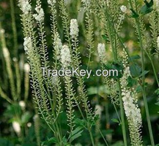 Black cohosh P.E