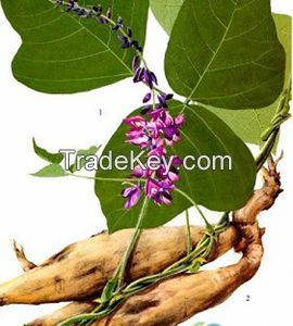 Pueraria Root P.E