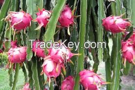 VIETNAM DRAGON FRUIT, BEST FRUIT