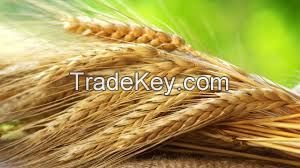 rye grain