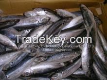 Horse mackerel for can just for your tongue