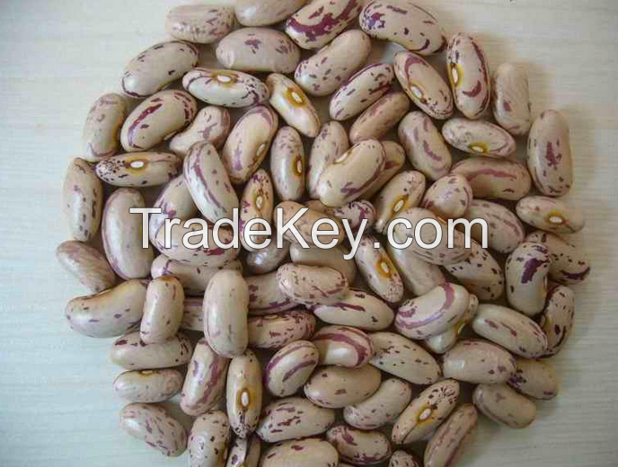 Light Speckled Kidney Beans