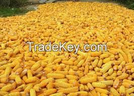 Corn Meal