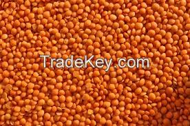 Lentils