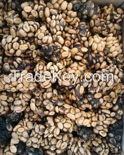 Arabica Coffee Bean