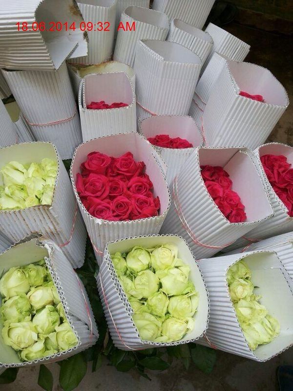 WANT TO EXPORT FRESH CUT FLOWERS