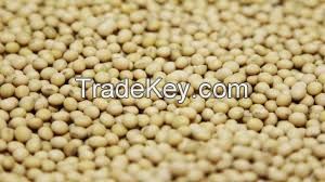 Soya Beans