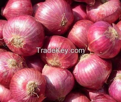 Fresh Onions