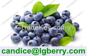 Blueberry P.E /Anthocyanin 5%-70%/wild blueberry