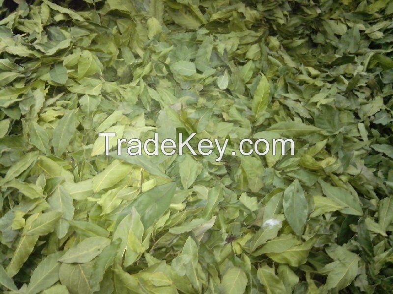 Laurel Leaf, bay leaf