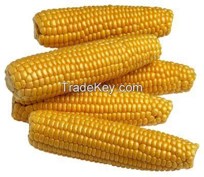 YELLOW CORN