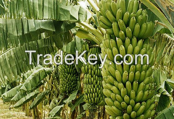 Hot Sell CAVENDISH BANANAS