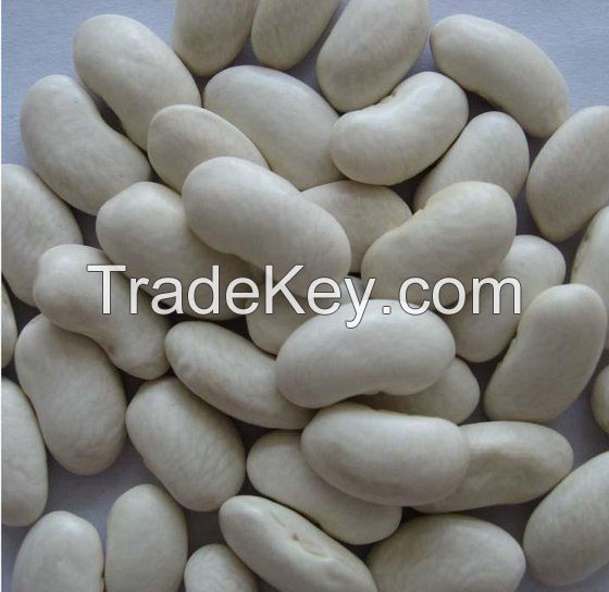 Sell WHITE BEAN/RED KIDNEY BEAN