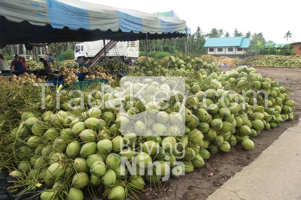 Young Thai Coconut