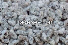 Cotton Seed