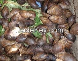 Live Giant African Snails flesh, shell, oil, frozen, live, dried, powder..