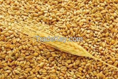 High Premium Quality Wheat Grain