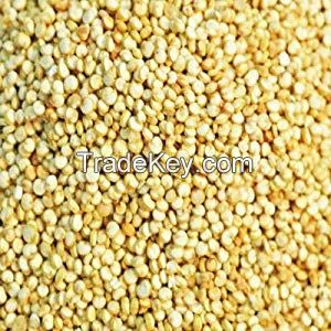 Quinoa Grain Seeds