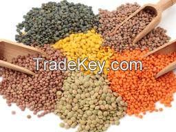 Best Qaality Lentil beans