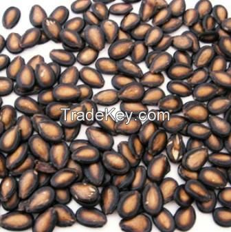 Melon Seeds