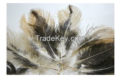 Ostrich Feather