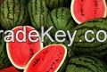 FRESH WATER MELON