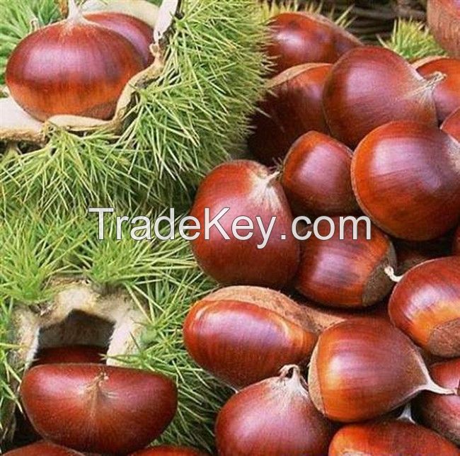 Sell Chestnut