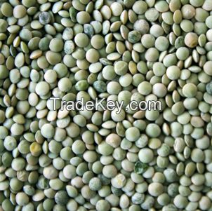 Supply Green Lentils