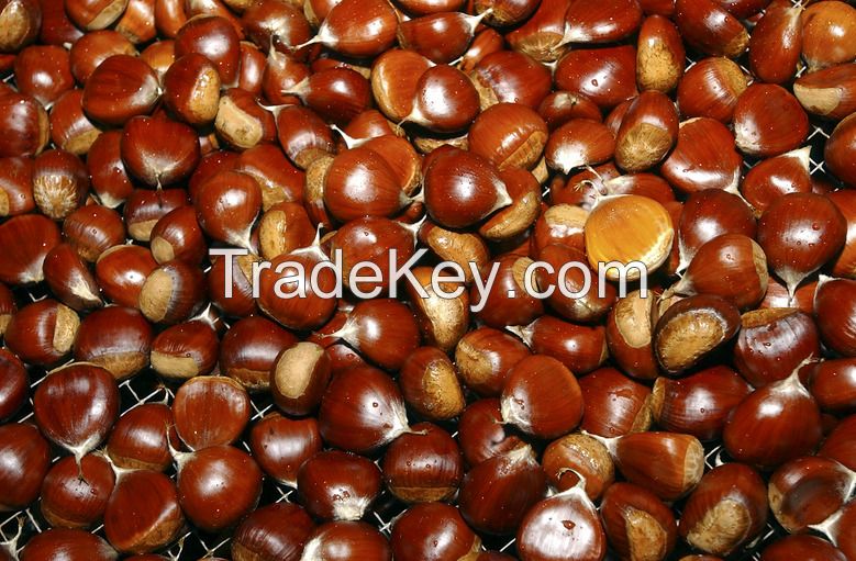 Organic Fresh Chestnut For Sale