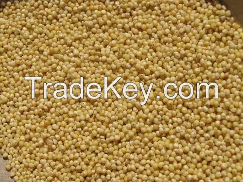 Millet Kernels best quality