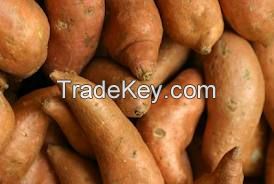 Fresh Sweet Potato