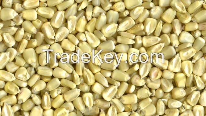 White Corn and Yellow Corn/Maize WHOLE gmo and non gmo for sale