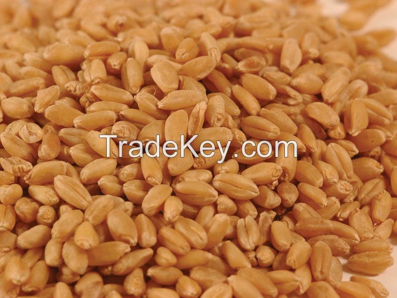 Wheat --We are suppliers of WHEAT